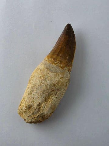 Mosasaurus - Fossiele tand - 10 cm (Zonder minimumprijs), Verzamelen, Mineralen en Fossielen