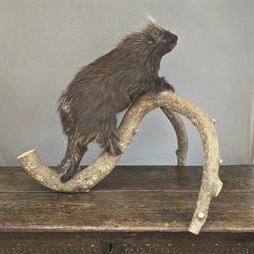 Amerikaans Boomstekelvarken Taxidermie volledige montage -, Verzamelen, Nieuw