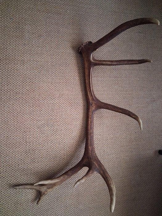 Cerf Ramure de cervidés - Cervidae - 27 cm - 78 cm - 63 cm -, Antiek en Kunst, Curiosa en Brocante