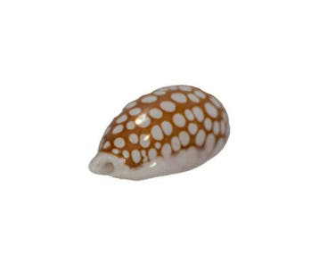 Siebkauri: Cypraea cribraria (37 mm) – onberispelijk