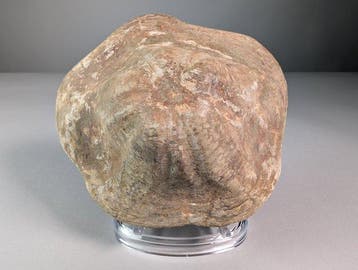 Zee-egel met bijpassende Original Matrix - Fossiel skelet -