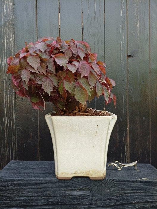 parthenocissus tricuspidata - Hoogte (boom): 15 cm - Diepte, Antiek en Kunst, Curiosa en Brocante