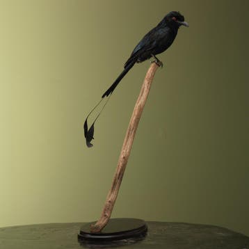 Spateldrongo Taxidermie Opgezette Dieren By Max, Ophalen of Verzenden, Opgezet dier