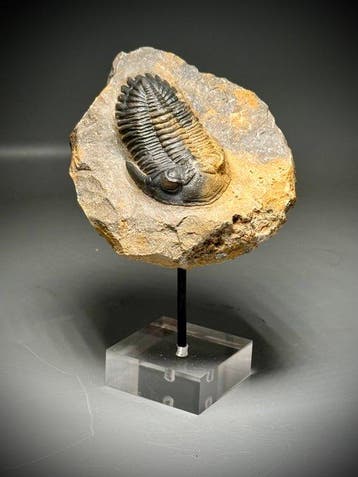 Trilobiet - Fossiel rugschild - Metacanthina issoumourensis