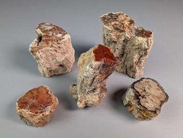 Fossiel hout - Gefossiliseerd hout - 9.5 cm - 7.5 cm (Zonder, Verzamelen