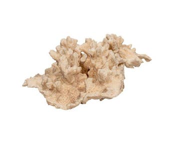 Zeldzaamheid: Groot Turbinaria frondens koraal 25 cm uit de, Nieuw