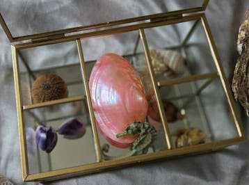 Collectie Schelpdier - Schelpen, fossielen, haaientanden,, Antiek en Kunst