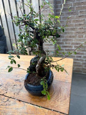 Bonsaï Orme Japonais (Zelkova) - Hauteur (arbre) : 30 cm -