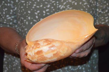 Escargot de mer Coquillage marin - S-403 MELO AMPHORA (Sans