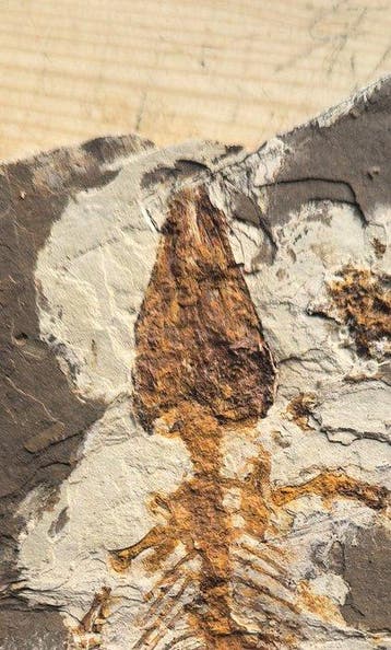 Een zeldzaam paar krokodillen - Gefossiliseerd dier -