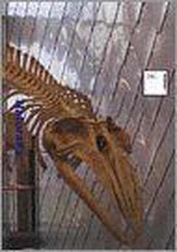 Naturalis / Rijksgebouwen / 9 9789064503375, Boeken, Verzenden, Gelezen