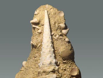 Gastropode - Gefossiliseerde schelp - Campanile giganteum