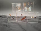 Kikker Taxidermie volledige montage - Rena - 75 mm - 75 mm -, Verzamelen, Nieuw