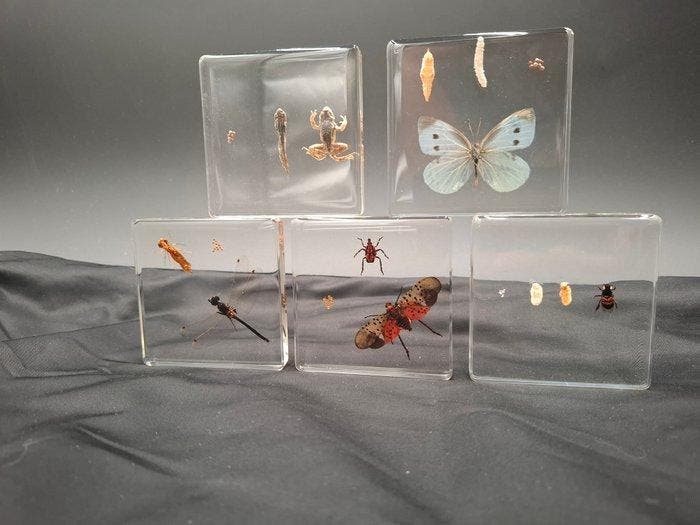 Kikker Taxidermie volledige montage - Rena - 75 mm - 75 mm -, Verzamelen, Dierenverzamelingen