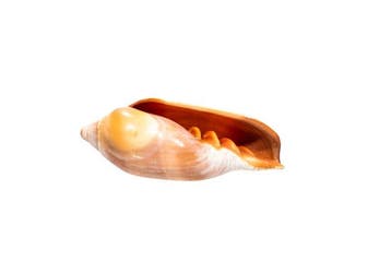 Marqiuella pringlei – Majestueuze diepzeeschat uit, Verzamelen, Nieuw