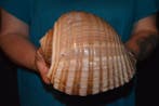 Escargot de mer Coquillage marin - M-876 TONNA AMPULLACEA