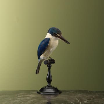 Witkraagijsvogel Taxidermie Opgezette Dieren By Max, Verzamelen, Ophalen of Verzenden, Nieuw, Vogel, Opgezet dier