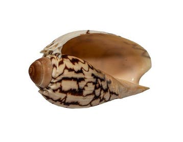 Majestueuze klassieker: keizerlijke walsenschnecke (Cymbiola