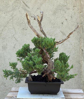 Jeneverbes bonsai (Juniperus) - Hoogte (boom): 36 cm -
