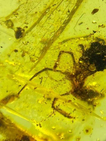 Amber - Barnsteen - Lizard foot and tail in amber - 18.4 mm, Verzamelen, Mineralen en Fossielen