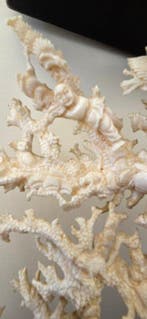 Koraal Koraal - Acropora valida (Animalia), Antiek en Kunst