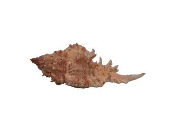 Prachtige stekelmurex: Chicomurex venustulus (56 mm) –, Verzamelen, Dierenverzamelingen, Nieuw