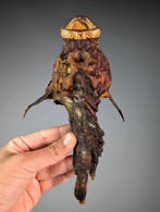steenvis Taxidermie volledige montage - Synanceia verrucosa, Nieuw