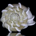 Verzamelschelp uit Japan - Zeeschelp - Epitonium Scalare