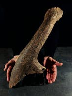 Podium van een fossiel hert - Gefossiliseerd dier -