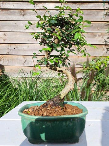 Chinese iep bonsai (Ulmus parviflora) - Hoogte (boom): 22 cm