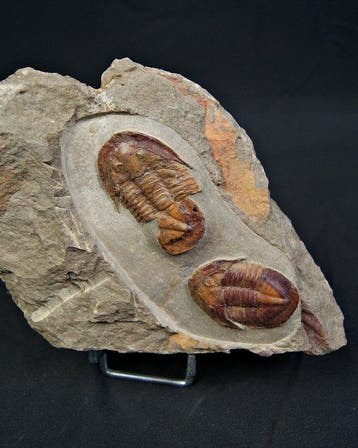 Trilobiet - Gefossiliseerd dier - Asaphus
