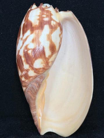 Zeeslak Zeeschelp - S-404 MELO AMPHORA (Zonder minimumprijs)