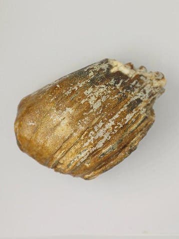 Mammouth laineux - Molaire fossile - 11 cm - 8 cm (Sans prix, Collections