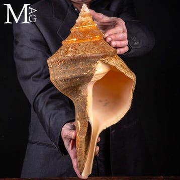 Werelds grootste gastropode met zeldzaam onbeschadigd, Nieuw