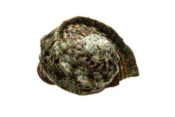 Turbo marmoratus - Grote Groene Turban - Perfecte JUWEEL met, Nieuw