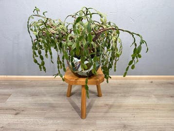 Kruk - Hout - Rustieke Plantentafel