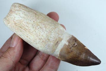 Mosasauriër-tand - Fossiele tand - Prognatodon giganteous -