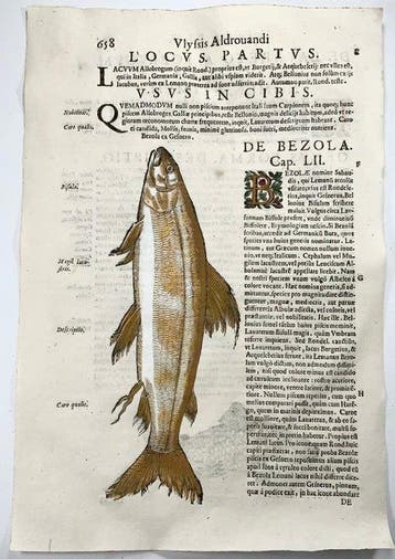 Aldrovandi; Extinct Bezola fish!! - Folio with 2 hand