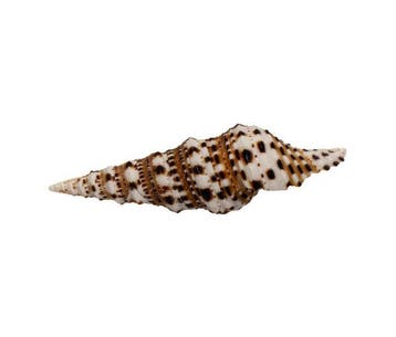 GIGANTISCHE MAAT  Oliveragemmula cosmoi (Gemmula congener, Nieuw