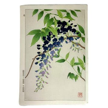 Wisteria / Fuji () - Kawarazaki Shodo () - Japan