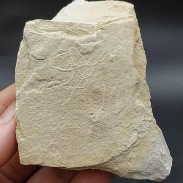 Slangster - Gefossiliseerd dier - Ophiopetra lithographica