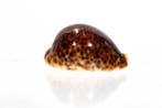 bijzonder patroon $$$ GEM $$$ Topstaat $$$ zeldzaam/RARE -, Verzamelen, Nieuw