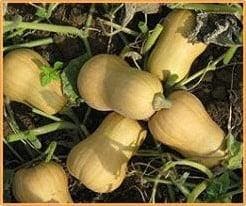 Butternut Harrier F1 flespompoen 250 zaden, Hobby & Loisirs créatifs, Bricolage