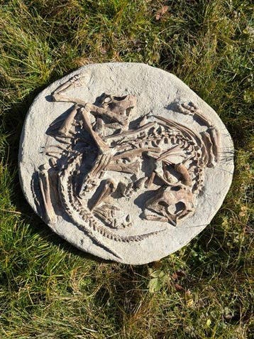 Psittacosaurus sp. jonge dieren - Fossiel skelet -, Verzamelen