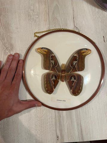 Papillon Cobra Support mural pour taxidermie - Attocas Atlas