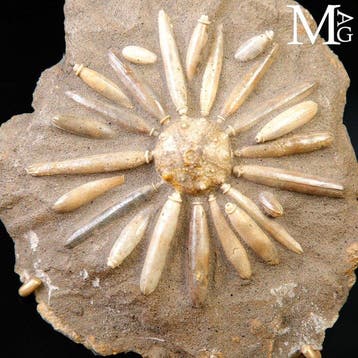 Fossiele echinoïde op matrix Asterocidaris Bistriata -