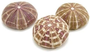 Zeeegel Sea Urchin Alfonso Large 10 stuks, Nieuw