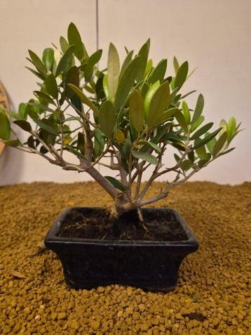 Olijf bonsai (Olea europaea) - Hoogte (boom): 22 cm - Diepte