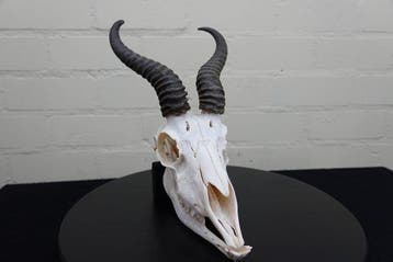 Springbok Schedel - Antidorcas marsupialis - 24 cm - 39 cm -, Verzamelen, Nieuw