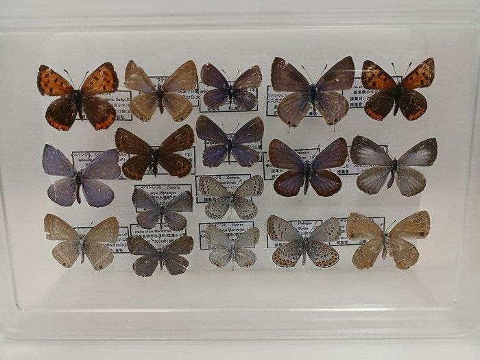 Papillon Support de corps entier pour taxidermie -, Antiek en Kunst, Curiosa en Brocante